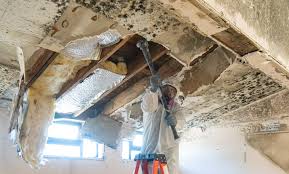 Best Environmental Consulting for Mold Prevention  in Hill City, KS